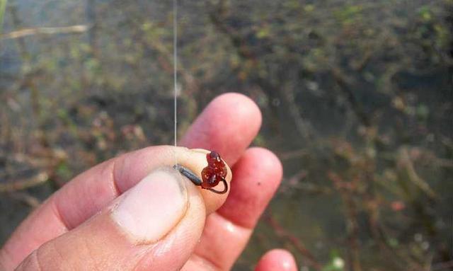 冬天钓鱼如何用红虫，冬天用红虫钓鱼怎么样！