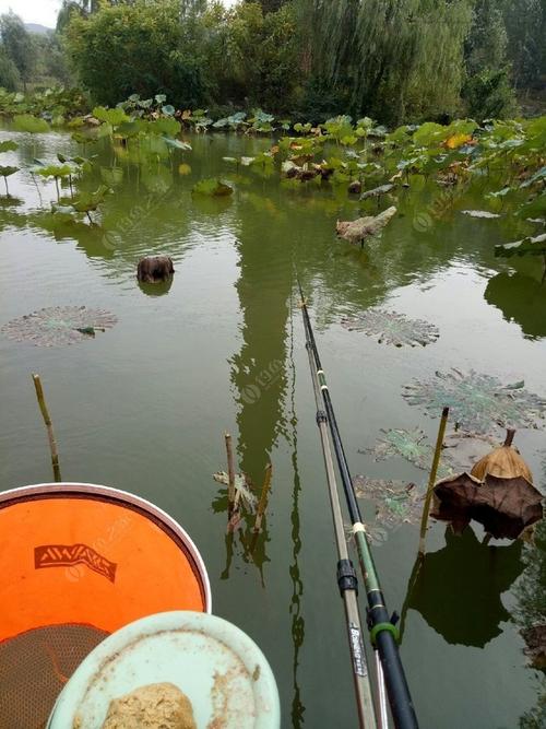 夏季藕池如何钓鱼，夏季藕池如何钓鱼好！